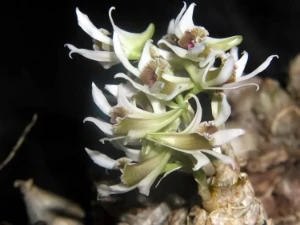 Bild von Dendrobium peguanum 4